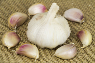 Garlic form Oganic farm on sack background