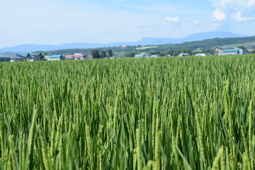 北海道の稲穂
