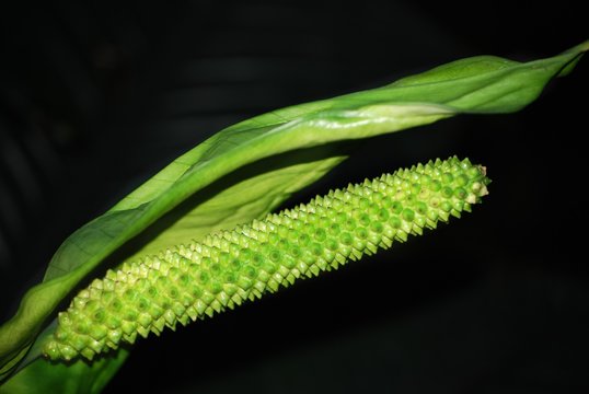 Einblatt - lateinisch Spathiphyllum 