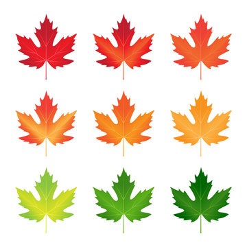 vector collection of autumn colored maple leaves 
