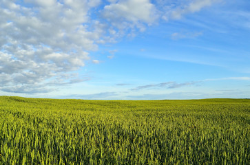 Photo of wheat spikelets in the field on sky background