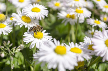 Bee, gathering pollen on a daisy flower