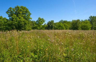 Fototapeta na wymiar Tall grasses in a field in summer
