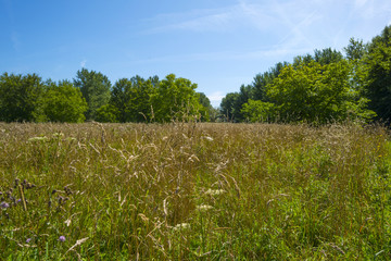 Tall grasses in a field in summer