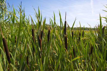 Fototapeta premium Cattails on the shore of a lake in summer