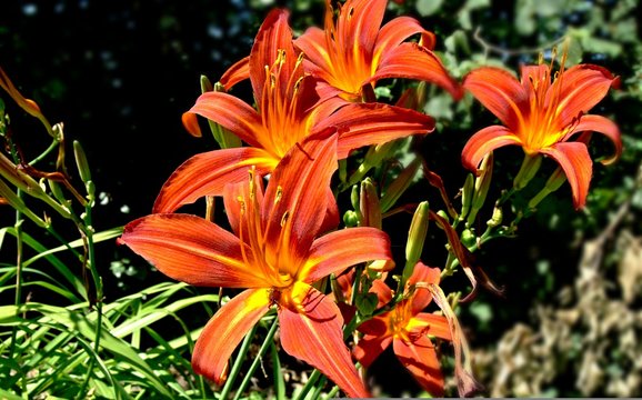 PrachtLilie Bilder Durchsuchen 925 Archivfotos, und