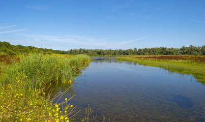 Cattails on the shore of a lake in summer