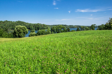 Green grass and blue sky landscape.