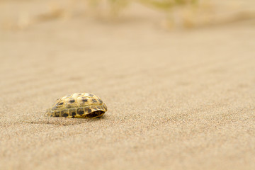 tortoiseshell