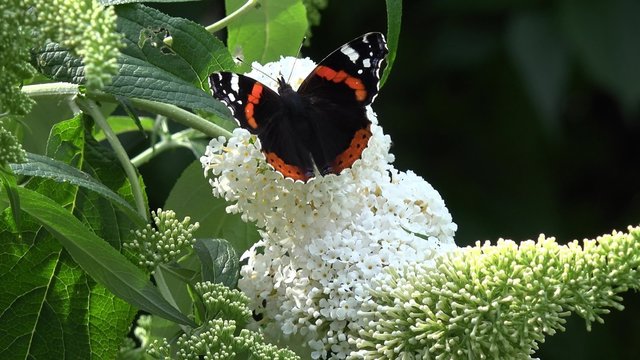 Butterfly Admiral on white buddleia