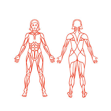Anatomy of female muscular system, exercise and muscle guide