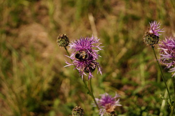 Lila Blüte