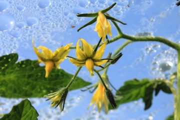 Blooming tomato plant