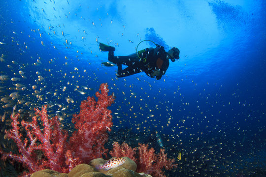 Scuba Diving on coral reef in ocean