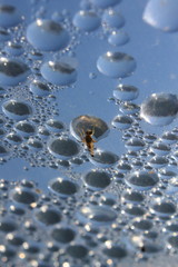Water drops with beetle
