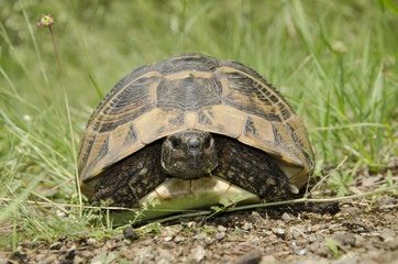  forest turtle