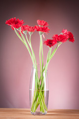 Gerbera in a glass vase