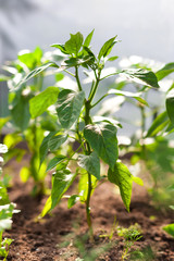 Paprika on beds in the garden