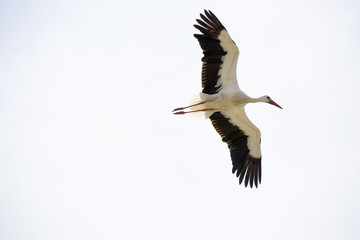 Cigogne blanche