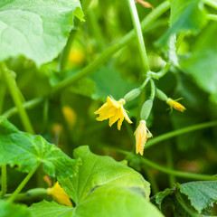 Flower of cucumber growing on beds in the garden