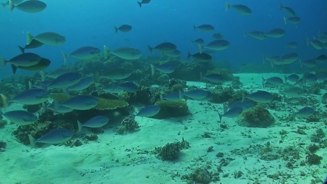 A school of Unicornfish swimming on a coral reef