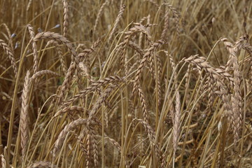 Getreidehalme
