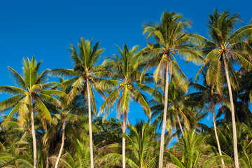 Plakat Coconut palm tree