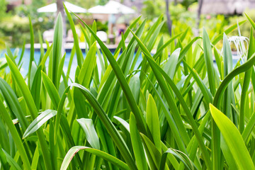 Green tropical leafs