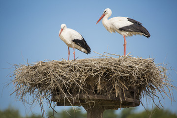 Fototapeta premium Cigogne blanche