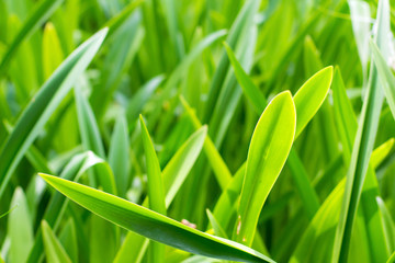 Green tropical leafs