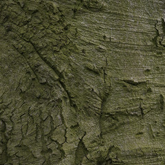old wood tree bark texture 