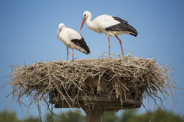 Cigogne blanche