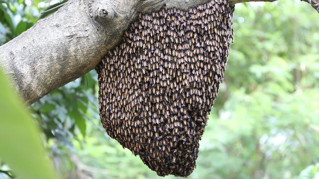 Bee workers holding together for beehive