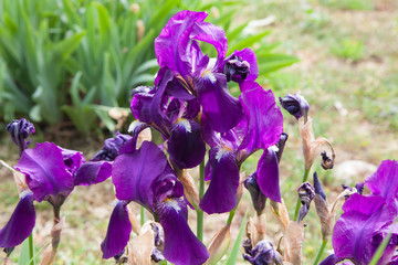 Blooming purple irises