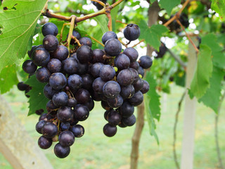 Bunches of red wine grapes hanging on the wine
