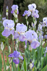 Blooming blue irises