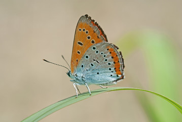 Fototapeta na wymiar farfalla su un filo d'erba