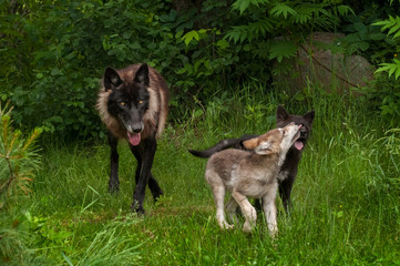 Fototapeta premium Black Phase Grey Wolf (Canis lupus) and Two Pups