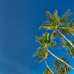 Top of palm tree on blue sky background