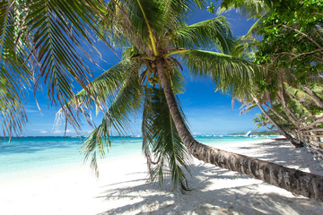 Palm on white beach, Boracay island