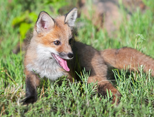 Naklejka na ściany i meble Red Fox Kit (Vulpes vulpes) Lies in the Grass