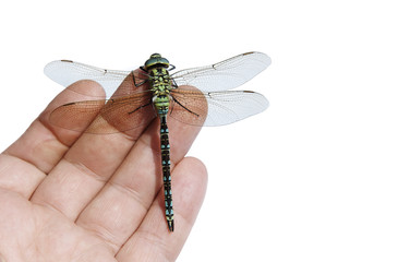 Dragonfly 