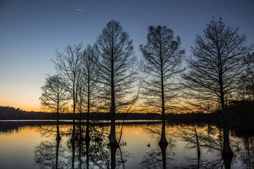 Stumpy Lake Bald Cypress Silhouette