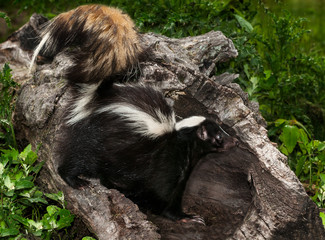 Striped Skunk (Mephitis mephitis) Stands in Log