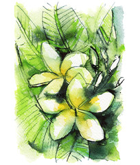 yellow plumeria with green leaves, watercolor sketch,