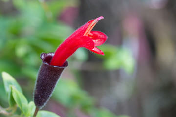 Red Lipstick Flower, Lipstick Plant , Aeschynanthus radicans jac