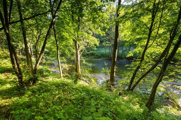 Wild european forest in summer