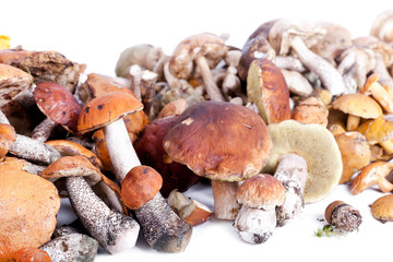Collection of delicious edible mushrooms