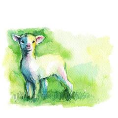 little lamb, sheep, sketch watercolor