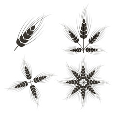 Vector Ears of Wheat Set Isolated on White Background